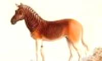 10 strange extinct animals