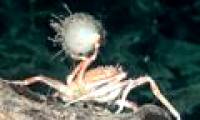 10 strange sea creatures in Chile's marine reserve