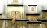 100 brains disappear mysteriously