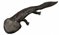 100 million years ago, Antarctica once existed a giant iguana larger than a car