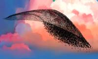 100 years ago, a man released 60 strange birds, causing the US to lose $1 billion a year.