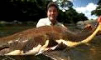 11 species of giant fish are in danger of extinction