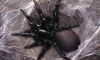 12 of the most terrifying venomous spiders to humans.