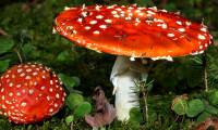 12 of the world's most dangerous poisonous mushrooms.