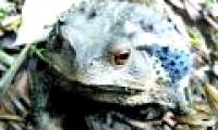 1/3 of the world's amphibians are at risk of extinction