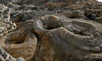 145 million year old fossil cypress forest along the English coast