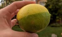 15 strange images showing the diversity of nature, sometimes also unexplained by science