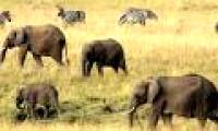 15 years later African elephants may no longer exist
