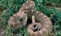 1500 years ago, some people ate live rattlesnakes, went to the toilet to remove snake canines