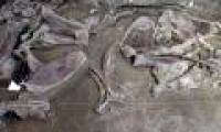 15,000-year-old mammoth trap discovered in Mexico