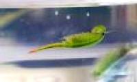 2 rare ancient animals have just re-exported