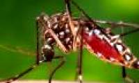 2 times of the day you need most attention when dengue fever is booming