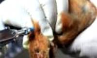 20 people died from H7N9 in China