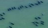 200 dolphins drifted to the Philippine coast