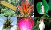 2009 bumper plant discoveries