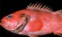200-year-old fish in America