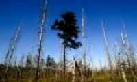 250 million years ago, volcanoes erased the entire Earth Forest