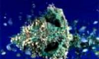 269,000 tons of contaminated plastic floated on the ocean