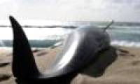 28 whales are stranded on New Zealand beach