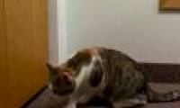 28-toe cat broke the world record