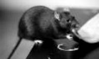 3 dangerous diseases spread from mice