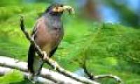3 most dangerous invasive birds in the world