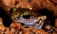 3 new frog species in Africa's oldest mountain range