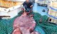 3 species of squid are labeled giant monsters from birth