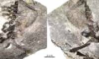 309 million fossils of mother and son of lizard