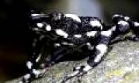 30-year-old extinct toad species reappears