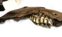 34,000-year-old mastodon jaw bone detection in the United States