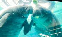 38-year-old male manatee dies from mating with his brother
