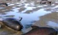 39 whales die from stranding