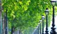 3D photo viewing of green trees improves mood
