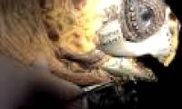 3D sea turtles are implanted