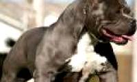 4 animals 'most muscular' in the world