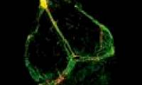 4 parts of new scientific world discovered in human body
