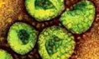 4 patients infected with the virus causing SARS were detected