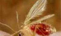 4 types of parasites that are extremely dangerous to eat meat