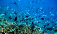 40 years from now Earth will no longer have fish