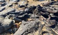 40,000-year-old fossil forest discovered after storm