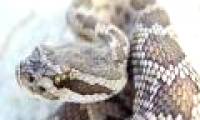 421,000 bites and 20,000 deaths from snakebites annually.
