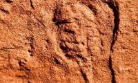 460 million-year-old arthropod fossils found
