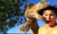 5 animals will make you miserable if you are bitten by the monstrous
