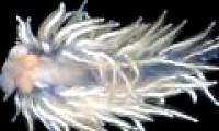 5 beautiful new species of sea cucumbers found in the Pacific Ocean