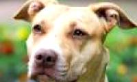 5 species of fierce dogs tend to bite the most in the world