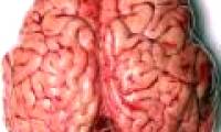 5 ways to improve your mind