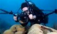 50% of corals worldwide have disappeared