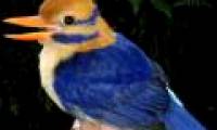 50 years to find precious birds and then kill