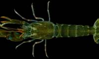 50g Creature Makes Sound Louder Than a Jet Engine: What's the Secret?